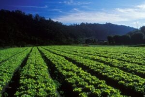 Plano Safra da Agricultura Familiar 2026/2027 Tem Aporte Recorde de R$ 97,3 Bilhões