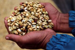 Preço do Café Robusta Sobe para US$ 3,4 por Quilo no Vietnã