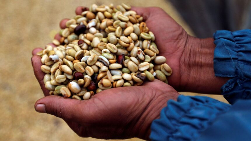 Preço do Café Robusta Sobe para US$ 3,4 por Quilo no Vietnã