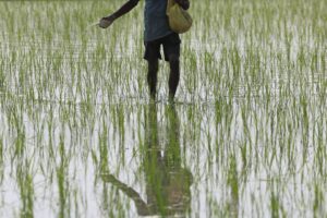 Monção Lenta Atrasa Plantio das Safras de Verão na Índia