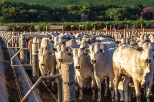 JBS e Âmbar Anunciam Aporte de R$ 65 Milhões em Biometano