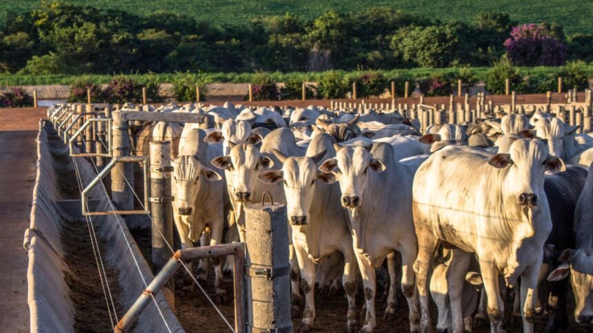 JBS e Âmbar Anunciam Aporte de R$ 65 Milhões em Biometano