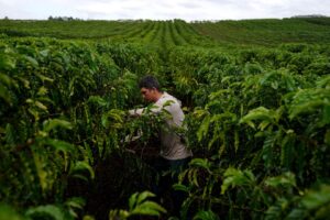 Colheita de Café da Cooxupé Atinge 8,9% da Área Total com Avanço em Minas e São Paulo