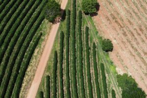 Colheita de Café da Cooxupé Atinge 15,8% da Área e Registra Menor Índice em Quatro Anos