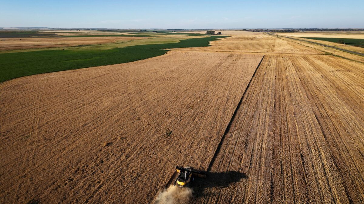 Vendas de Trigo na Argentina Ficam Aquém do Esperado