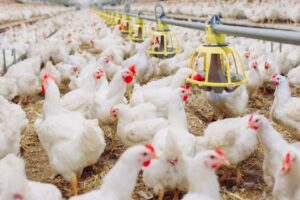 América Latina e Caribe Produzem 31,5 Milhões e Toneladas de Carne de Frango em 2025