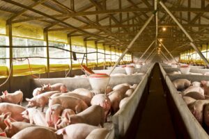 ABCS Lança Plataforma Que Centraliza Dados Da Suinocultura