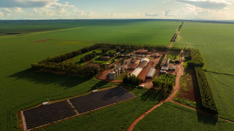 Porque o Cenário Abalado de Sementes no País Não Assusta Tages Martinelli, CEO da Jotabasso