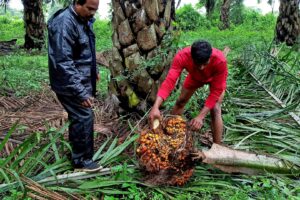 Importação de Óleos Vegetais Pela Índia Cresce 4,2% em Maio e Atinge 1,37 Milhão de Toneladas