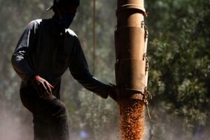 Conab Eleva Safra de Milho para 140,4 Milhões de Toneladas com Produtividade Recorde