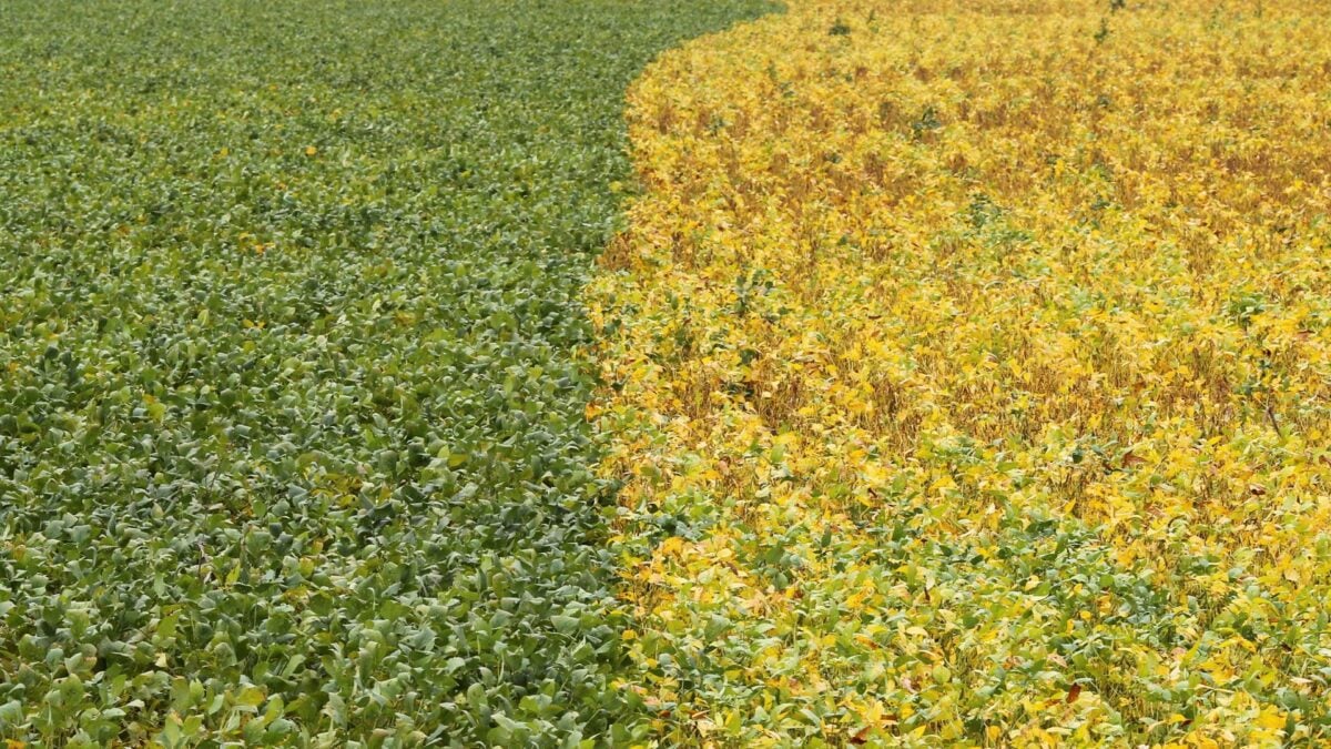 Importações de Soja dos EUA Pela China Caem 21% em Junho