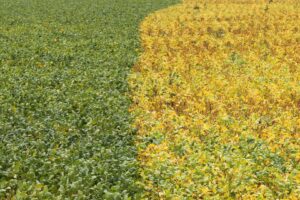 Radar Vende 12% do Portfólio de Propriedades Agrícolas em Mato Grosso por R$ 1,8 Bilhão