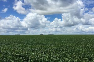 SLC Agrícola Avalia Compra de Terras da Radar em Mato Grosso