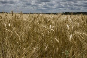 Trigo Paraguaio Conquista Mercado Internacional, com Exportações Superando 60% de Crescimento