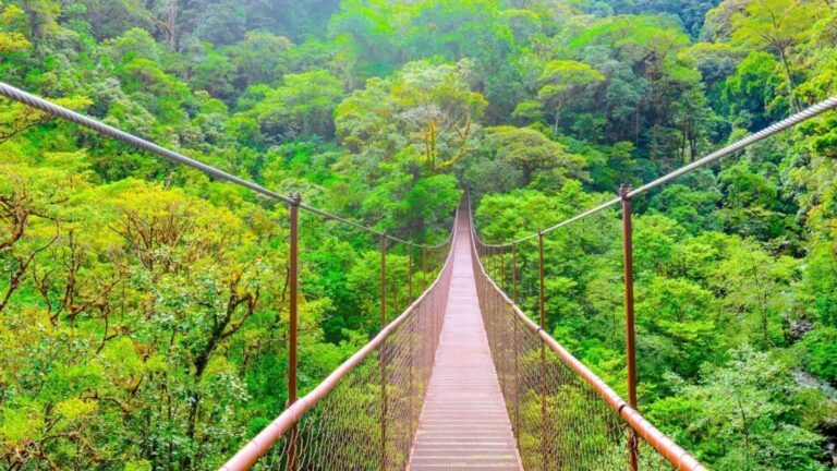 Esta ponte pênsil na floresta nublada, nos arredores de Boquete, poderia muito bem ter sido extraída de um catálogo de turismo de aventura da Costa Rica