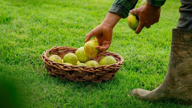 Frutas e vegetais frescos são colhidos diariamente na propriedade, e Lal tem planos para cultivar milhares de novas árvores, além de plantações de café
