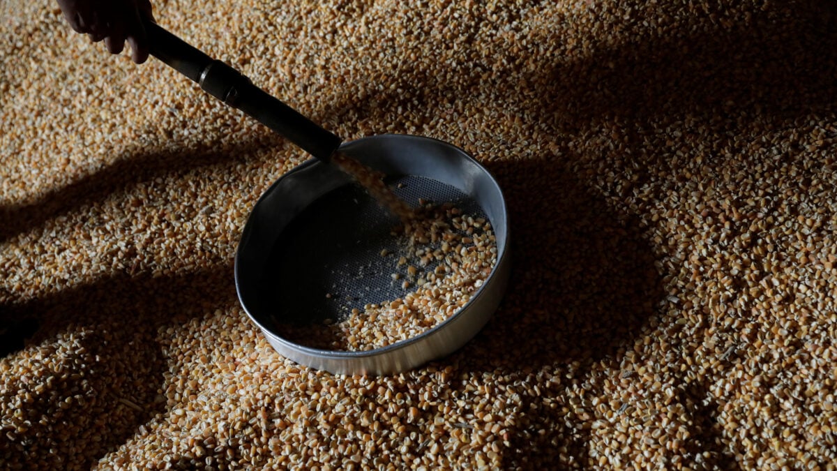 Colheita de Milho em Mato Grosso Atinge 78,92% da Área, Diz Imea