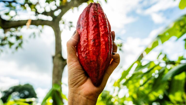 10 Razões para Comer Chocolate, o Principal Doce Feito de Cacau