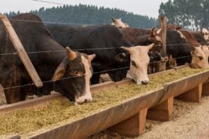 Exportação de carne bovina do Paraguai cai 40% em 2026
