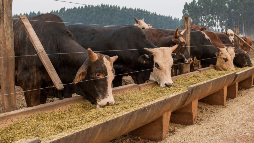 Exportação de carne bovina do Paraguai cai 40% em 2026