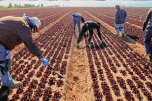 Por Que a Anterra Aposta em Tecnologias Comprovadas para Transformar o Agro