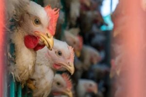 Riqueza da IA Pode Gerar Onda de Filantropia de até US$ 300 Bilhões para Animais de Produção