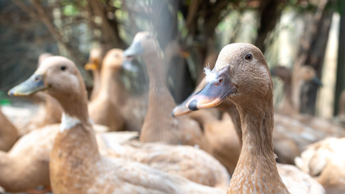Sancionada Lei Que Proíbe Produção e Comercialização de Foie Gras