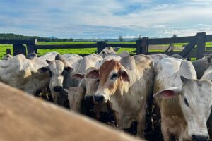 Brasil Abre Mercado na China, Paraguai e Palau para Produtos do Agro