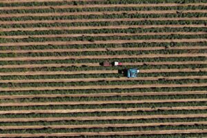 Colheita de Café da Cooxupé Atinge 24,9% e Registra Maior Atraso desde 2018