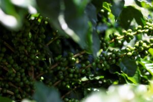 Colheita de Café da Cooxupé Atinge 31% da Área e Mantém Ritmo Lento