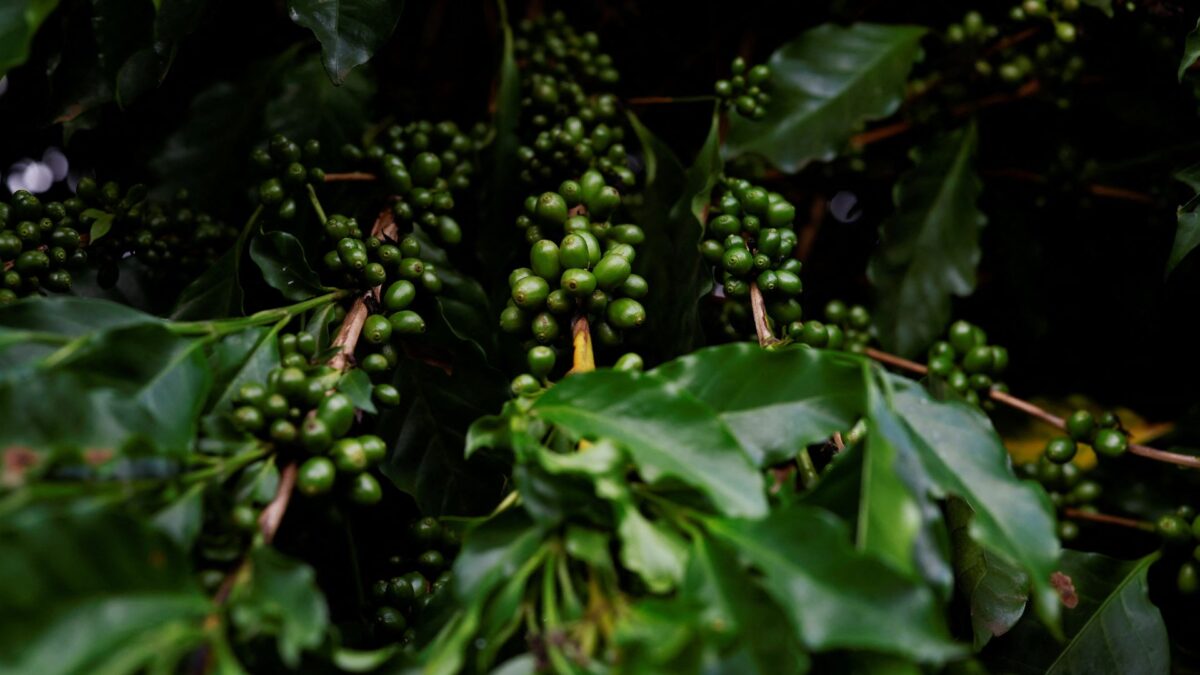 Exportações Globais de Café Verde Registram Queda de 4,1% em Maio, Aponta OIC