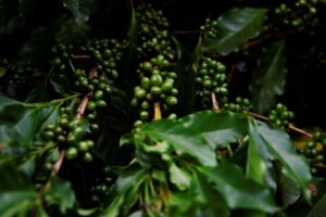 Exportações Globais de Café Verde Registram Queda de 4,1% em Maio, Aponta OIC