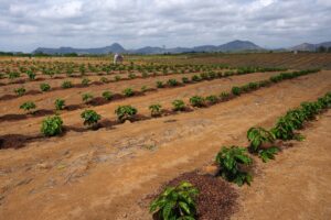 El Niño Ameaça Safra Recorde de Café no Brasil e Pode Gerar Quebra de até 20%