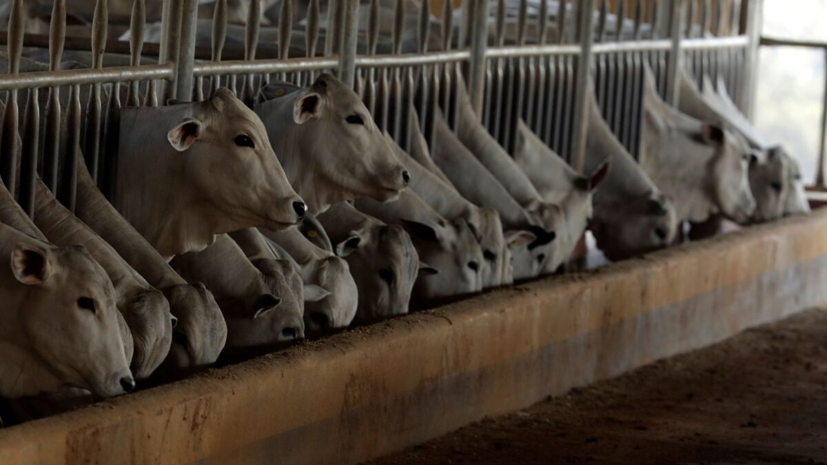Brasil Atinge 98,5% de Cota de Carne Bovina para a China e Indústrias Reduzem Abates