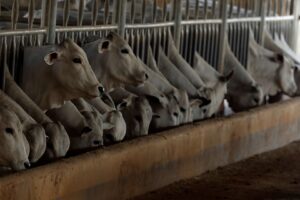 Brasil Atinge 98,5% de Cota de Carne Bovina para a China e Indústrias Reduzem Abates