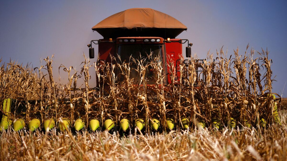 Colheita da Segunda Safra de Milho Atinge 40% na Região Centro-Sul, Informa AgRural