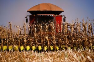 Colheita da Segunda Safra de Milho Atinge 40% na Região Centro-Sul, Informa AgRural