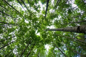 A Floresta do Futuro: Dados e Inteligência Artificial na Indústria Florestal