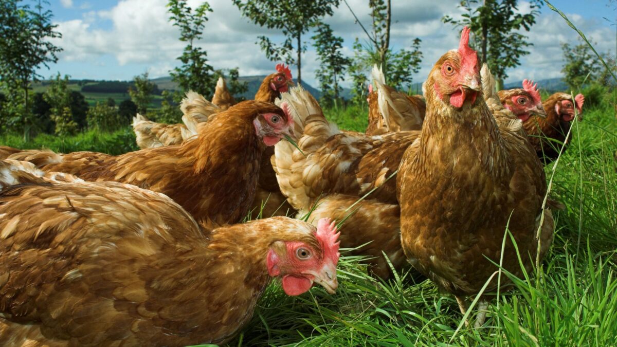 Produção de Ovos “Cage-free” É Tendência, Mas Ainda Tropeça no Varejo