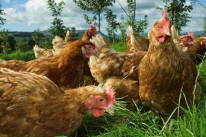 Produção de Ovos "Cage-free" É Tendência, Mas Ainda Tropeça no Varejo