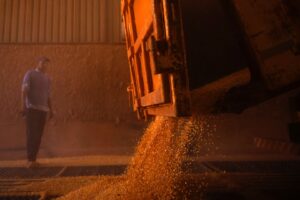 Colheita de Milho em Mato Grosso Atinge 60% da Área da Safra 2025/26