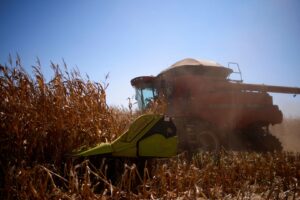 Conab Eleva Previsão para Produção de Milho no Brasil para 141,7 Milhões de Toneladas