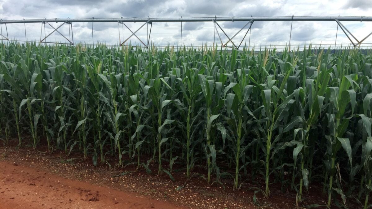 Colheita de Milho em Mato Grosso Alcança 90,66% da Área e Supera Ciclo Passado