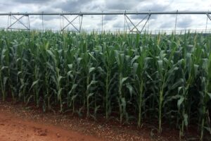 Colheita de Milho em Mato Grosso Alcança 90,66% da Área e Supera Ciclo Passado