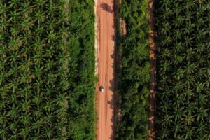 Brasil Pode Triplicar Cultivo de Palma em 10 Anos em Áreas Degradadas da Amazônia