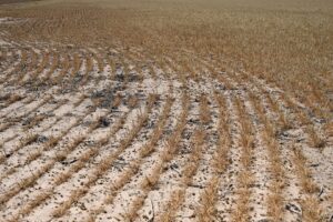 Corte na Estimativa de Produção de Trigo nos EUA Fica Abaixo das Projeções