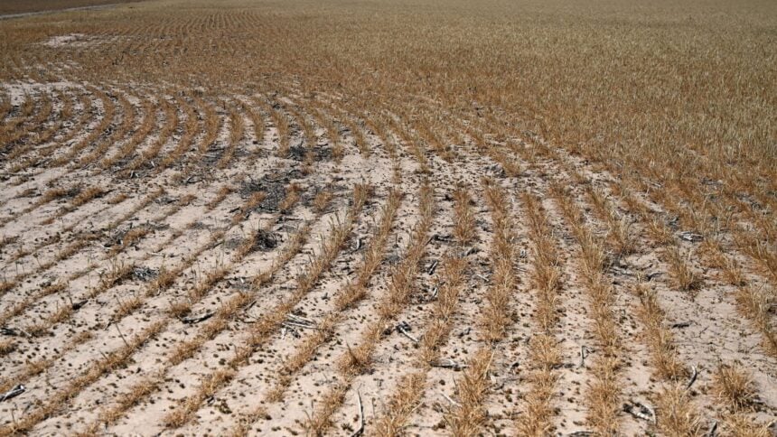 Corte na Estimativa de Produção de Trigo nos EUA Fica Abaixo das Projeções