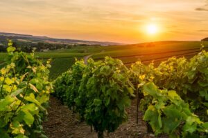 Calor Recorde e Seca Ameaçam Safra de Vinho nas Principais Regiões da França