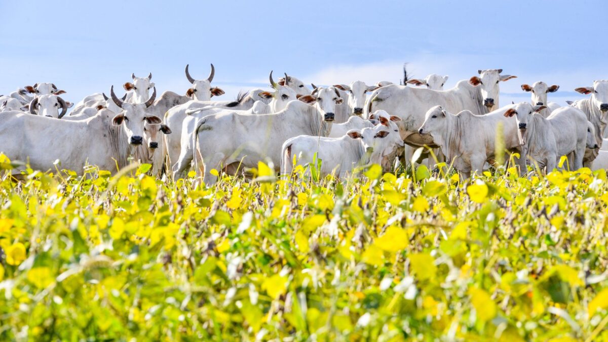 Valor Bruto da Produção Agropecuária é estimado em R$ 1,4 trilhão para 2026