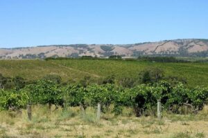 Explorando a Cena Vinícola Mais Descolada da Austrália: Conheça o McLaren Vale